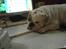 Engelsk bulldog Mugge R.I.P  D.6/6-2016 - miaauuv