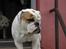 Engelsk bulldog Mugge R.I.P  D.6/6-2016 - Hvis du tager flere billeder bliver jeg muggen