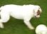 Engelsk bulldog Mugge R.I.P  D.6/6-2016 - Ha´ så er der bold