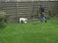 Engelsk bulldog Mugge R.I.P  D.6/6-2016 - mere fodbold