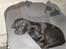 Labrador retriever santos
