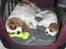Cavalier king charles spaniel Molly Død 1 Februar 2010. - Molly og Loulou sover sødt sammen i hunde kassen.