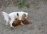 Cavalier king charles spaniel Molly Død 1 Februar 2010.