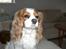 Cavalier king charles spaniel Molly Død 1 Februar 2010.