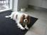 Cavalier king charles spaniel Molly Død 1 Februar 2010.