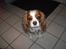 Cavalier king charles spaniel Molly Død 1 Februar 2010.