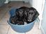Labrador retriever Jaques *død* - Se lige de 2 små engle..:)