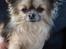 Chihuahua Royal Flash *ENZO <3* - Enzo´s smukke far