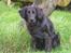 Flat coated retriever Rollo R.I.P - rollo