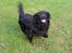 Flat coated retriever Rollo R.I.P - rollo