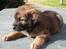 Flat coated retriever Rollo R.I.P - Rollo er far til denne hundehvalp