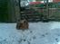 Blanding af racer Bamse - Bamse i sne... 24. marts 2008 