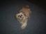 Shih tzu Fjante (død) - Halløjsa :b