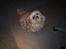 Shih tzu Fjante (død)