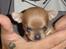 Chihuahua peanut