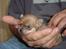 Chihuahua peanut