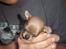 Chihuahua peanut