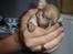 Chihuahua peanut
