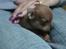 Chihuahua peanut