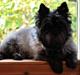 Cairn terrier Timmy