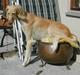 Saluki Zaib