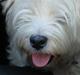 West highland white terrier Chico