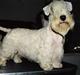 Sealyham terrier Lasse 