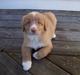 Nova scotia duck tolling retriever bailey