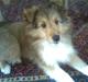 Shetland sheepdog Amigo