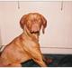Vizsla Balou