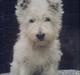 West highland white terrier Coco