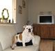 Engelsk bulldog Arnold