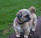 Lhasa apso Sille