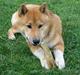 Shiba Lucky Dragon's L Chiko