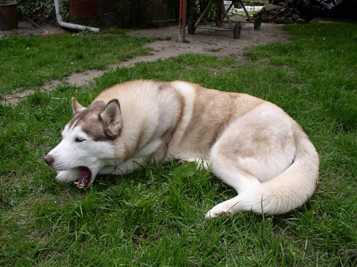 Siberian husky ziemaboras americanbeauty himmel hund - her ligger jeg lige og slapper af  billede 10