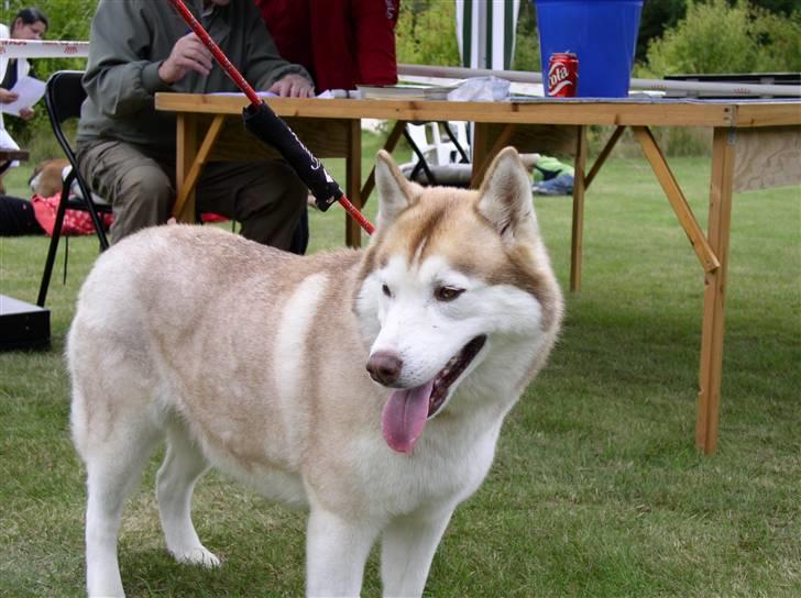 Siberian husky ziemaboras americanbeauty himmel hund - her har liselotte  og beauty lige vundet barn og hund  billede 11