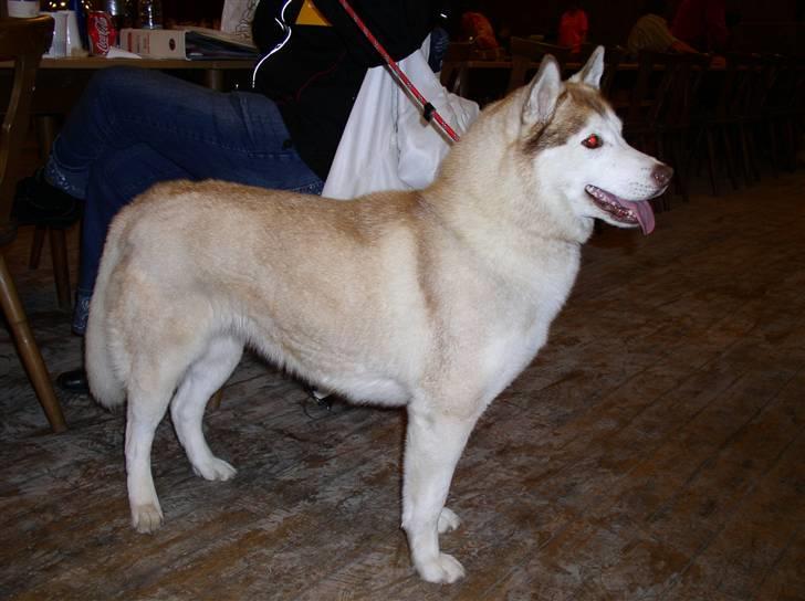 Siberian husky ziemaboras americanbeauty himmel hund billede 12