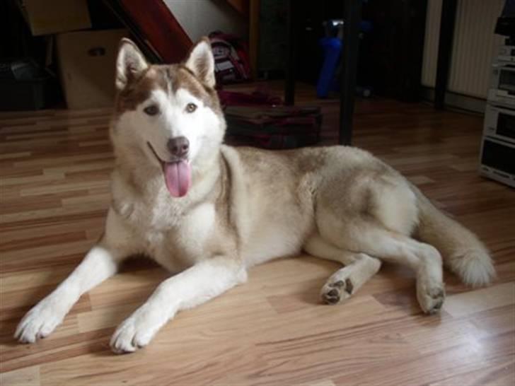 Siberian husky ziemaboras americanbeauty himmel hund - her har beauty lige vundet bis 1 i tyskeland  billede 13