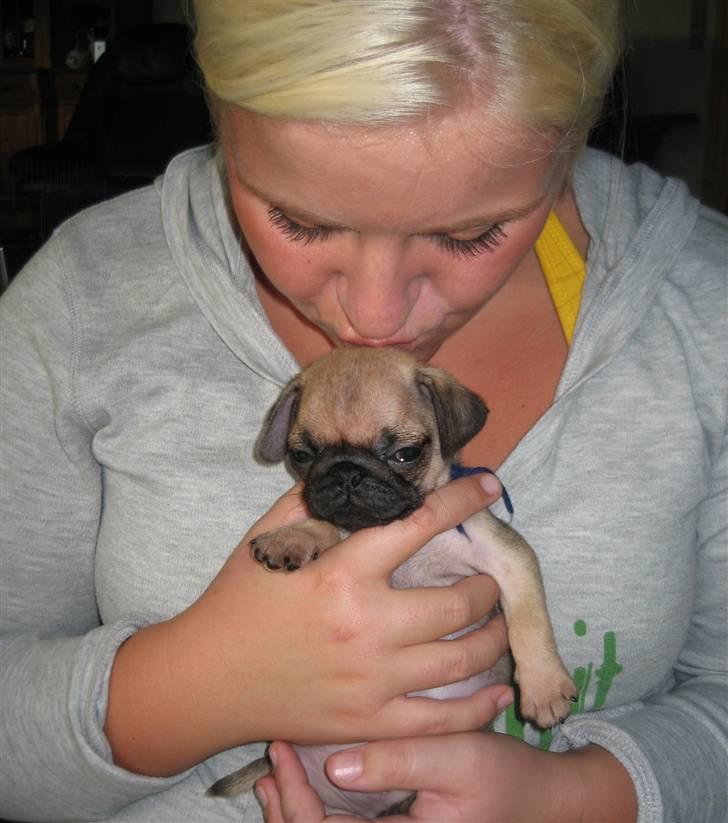 Mops Buster Perry Nielsen - Møs til min lille buster billede 4