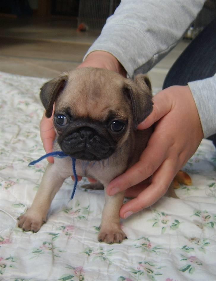 Mops Buster Perry Nielsen - Min lille smukke Buster billede 5