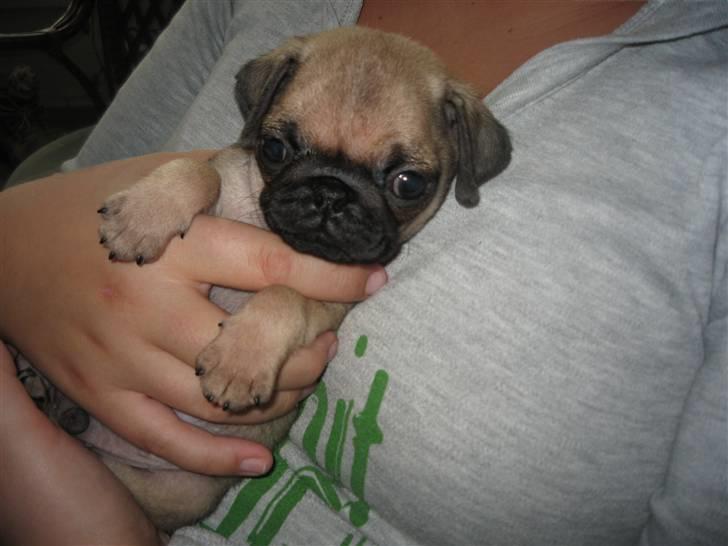 Mops Buster Perry Nielsen - Putter rigtig ind til mig. Nåårh. <3 billede 6