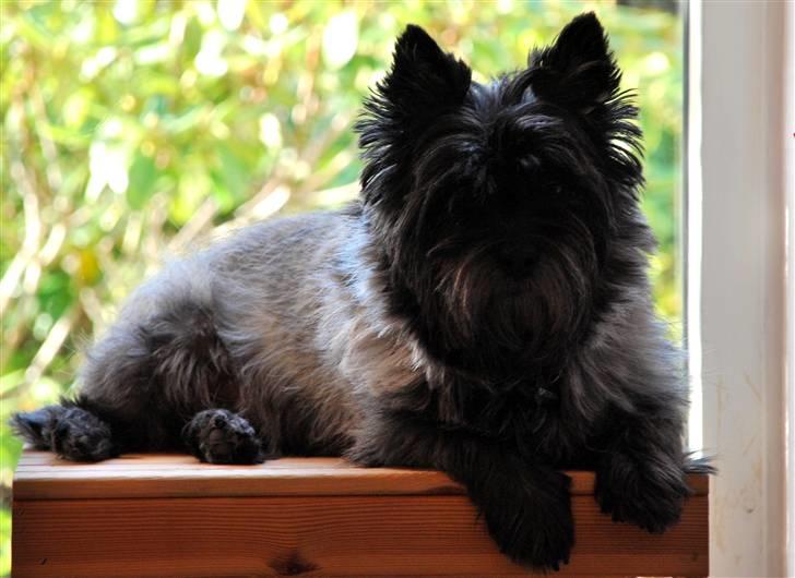 Cairn terrier Timmy - Velkommen til Timmys profil ;) Læg gerne en kommentar .. billede 1