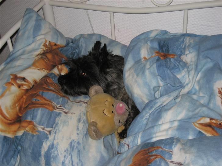 Cairn terrier Timmy - Er du træt Timmy ? billede 2