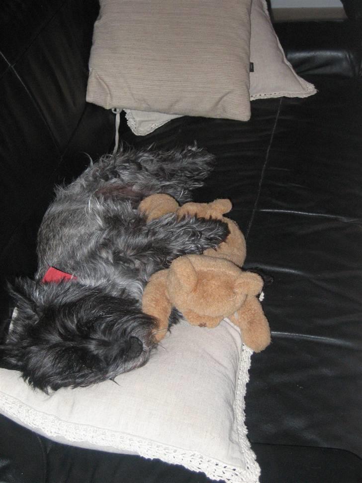 Cairn terrier Timmy - Chill i sofaen xD billede 3