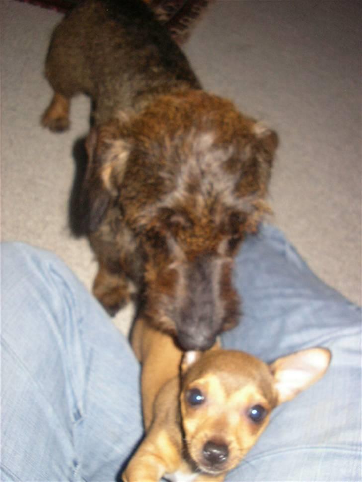 Blanding af racer Molly - Molly møder min gamle hund Jensen, for første gang:o)  billede 9