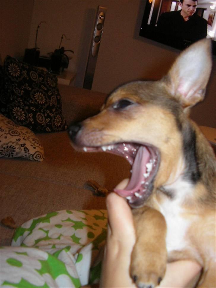 Blanding af racer Molly - En træt hund... billede 10