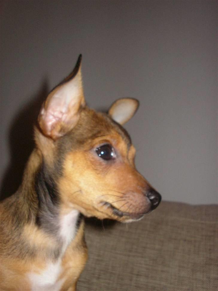 Blanding af racer Molly billede 11