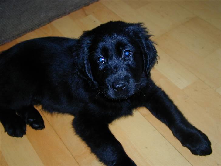 Blanding af racer Shanti billede 1