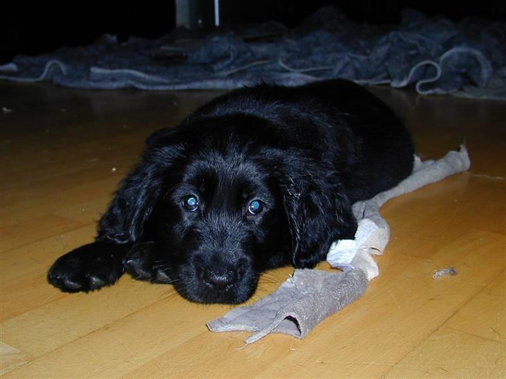 Blanding af racer Shanti billede 2