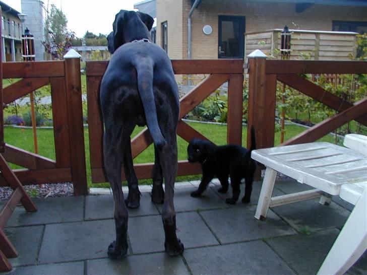 Blanding af racer Shanti billede 3